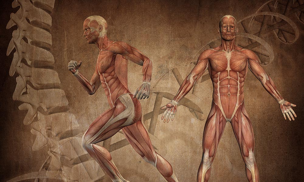 ANATOMÍA Y FISIOLOGÍA HUMANA I